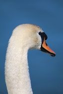 Head of the swan