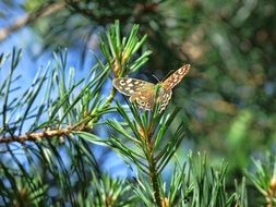 Butterfly is sitting on the tree