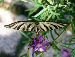 magnificent Butterfly Insect