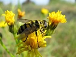 bee pollinating dandelion