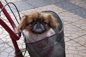 charming Pekinese dog