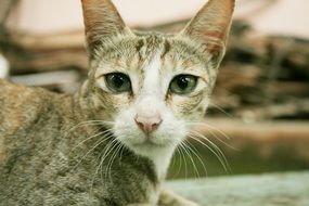 cute kitty with sharp ears