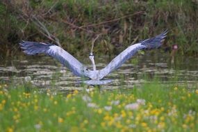 grey heron on the pond