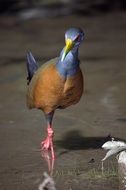 portrait of Water Rail Bird