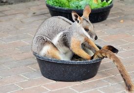 Bennett's tree-kangaroo sits in bowl