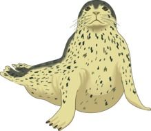 drawing of a fur seal on a white background