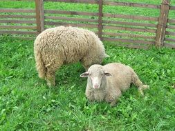 two sheep graze on the field in the paddock