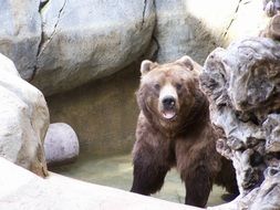 brown Grizzly Bear in Zoo