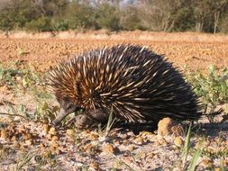 charming Aculeatus Tachyglossus