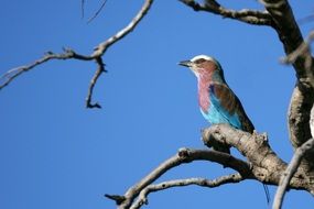 charming Lilac Roller Bird