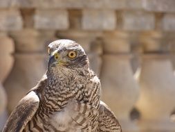 hunting falcon in malta