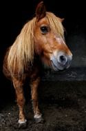 delightful Pony Animal