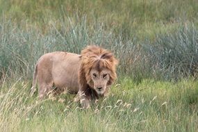 walking lion in africa