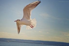 Flying white sea Gull above water