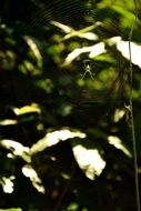 spider on green leaves of a bush in light