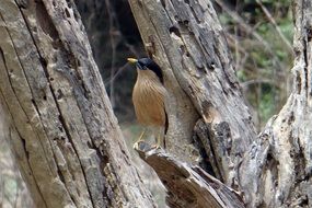 starling on a tree trunk
