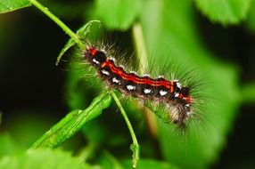 red Caterpillar