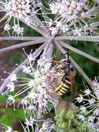 insect on a plant with white inflorescences