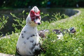 Portrait of duck near the pond on a summer sunny day