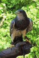 bird of prey on a leash