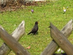 blackbird behind a wooden fence