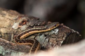 brown snake on the wood