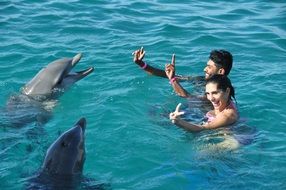 dolphins swimming with people
