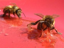 honey bees on a red surface