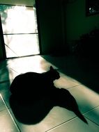 big shadow of a black cat