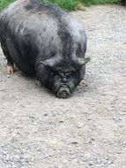 Picture of the black domestic Pig