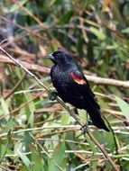 thrush on a thin branch of a bush