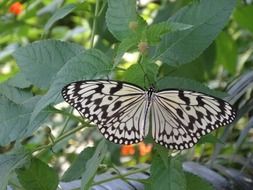 closeup picture of black and white butterfly on the garden bush