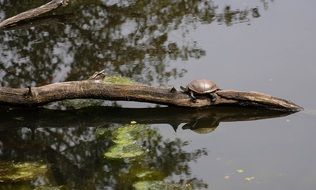 Picture of the turtle on a pond in Brissago