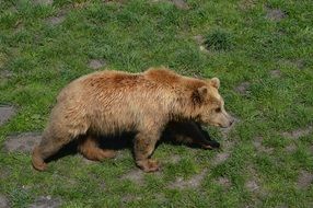 brown bear in the animal world