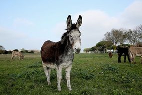 donkey on a pasture on a farm