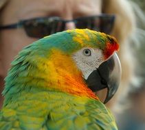 green parrot close up