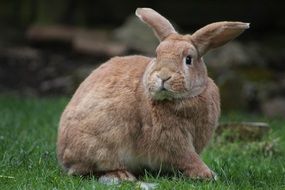 domestic light brown rabbit