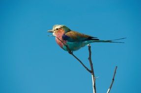 perched colourful roller