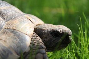 big turtle on grass close up