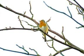 multi-colored small bird on a branch in Europe