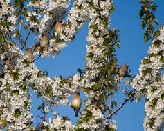 Flowering on the branches