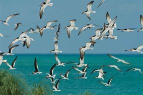 Flock of skimmers