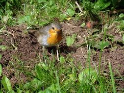 little robin bird with yellow plumage