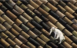 white cat on a tiled roof