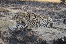 Wild Animals in South Africa portrait