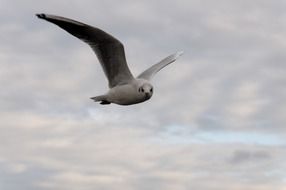 soaring foraging seagull