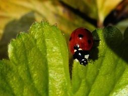 ladybug with black dots on a green leaf