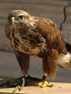 bird of prey on the leash