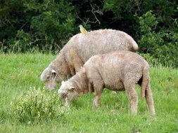 sheeps grazing