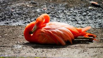 pink flamingo lying on the ground